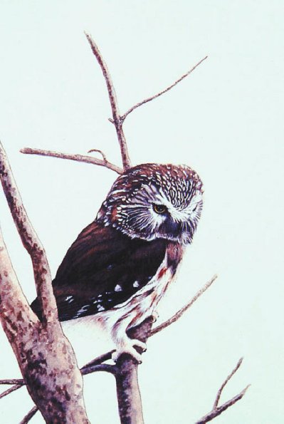 Bird Illustrations 0017