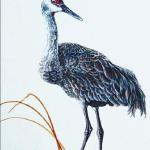 Bird Illustrations 0019