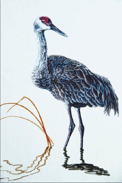 Bird Illustrations 0019