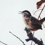 Bird Illustrations 0022