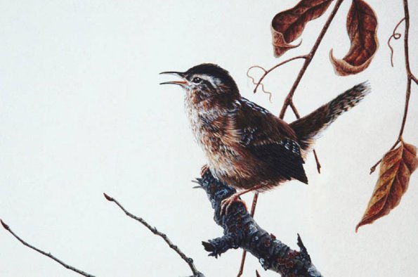 Bird Illustrations 0022