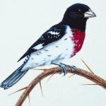 Bird Illustrations 0026