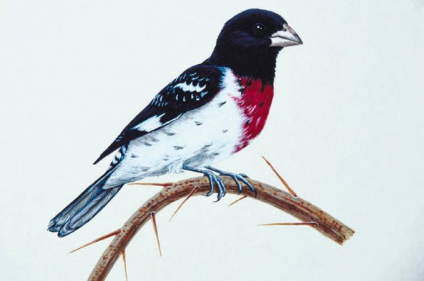 Bird Illustrations 0026