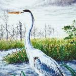 Bird Illustrations 0030