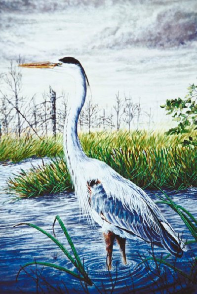 Bird Illustrations 0030