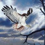 Bird Illustrations 003