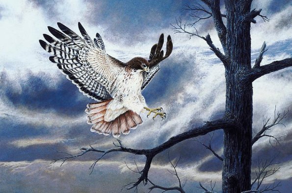 Bird Illustrations 003