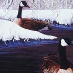 Bird Illustrations 0048