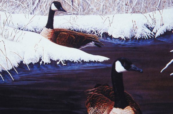 Bird Illustrations 0048