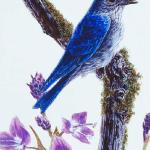 Bird Illustrations 0058