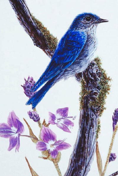 Bird Illustrations 0058