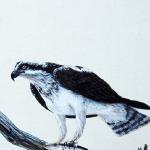 Bird Illustrations 005