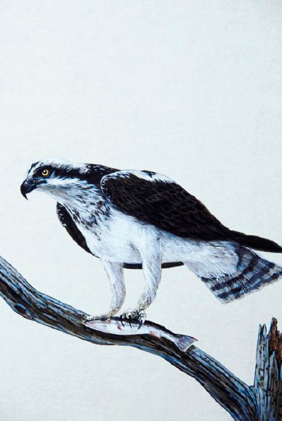 Bird Illustrations 005