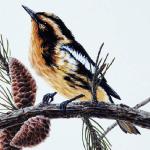 Bird Illustrations 0060