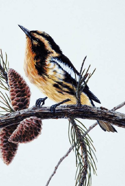 Bird Illustrations 0060