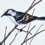 Bird Illustrations 0067