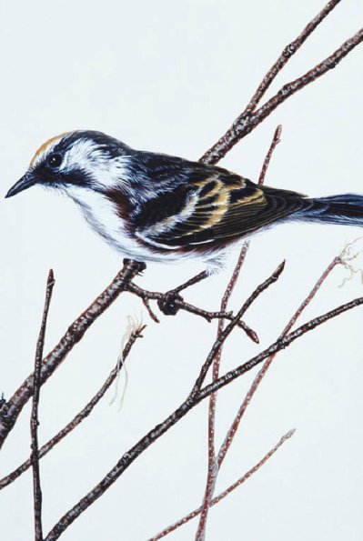 Bird Illustrations 0067