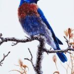 Bird Illustrations 0068