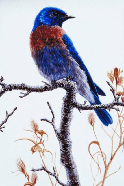 Bird Illustrations 0068