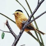 Bird Illustrations 0071