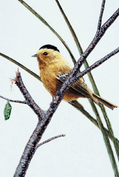 Bird Illustrations 0071