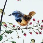 Bird Illustrations 0072