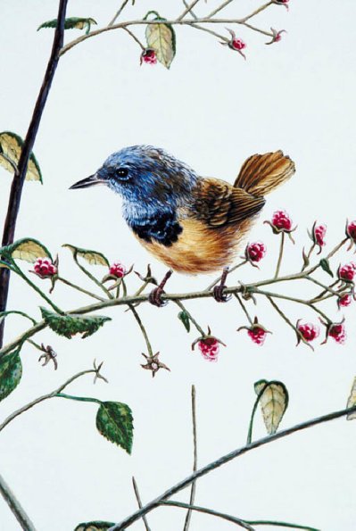 Bird Illustrations 0072
