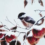 Bird Illustrations 0080