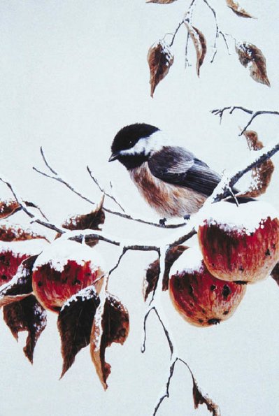 Bird Illustrations 0080