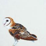 Bird Illustrations 0083