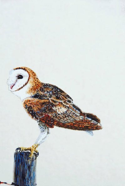 Bird Illustrations 0083