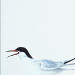 Bird Illustrations 0091