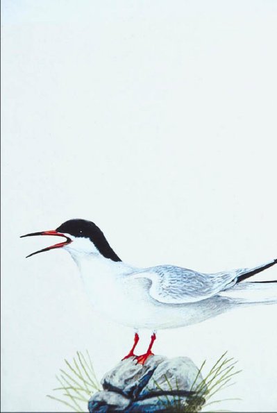 Bird Illustrations 0091