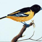 Bird Illustrations 0092
