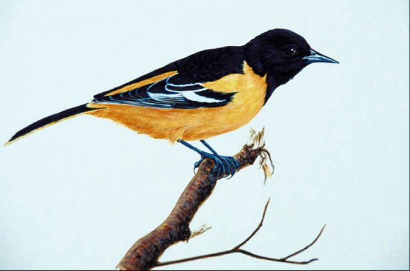 Bird Illustrations 0092