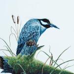 Bird Illustrations 0094