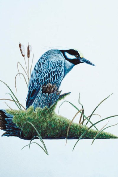 Bird Illustrations 0094