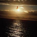 Bird flying across sunset in Magdalen Island Quebec Canada uid 1042164