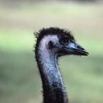 Bird head New Zealand uid 1042276