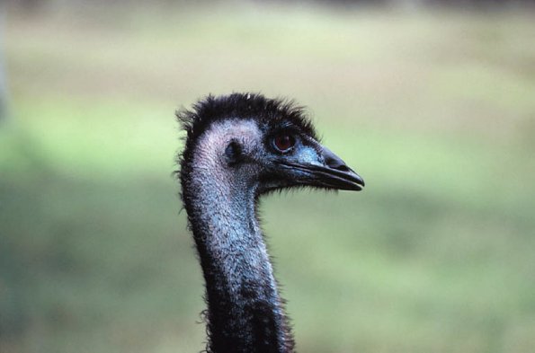 Bird head New Zealand uid 1042276