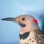 Bird holding onto top of log