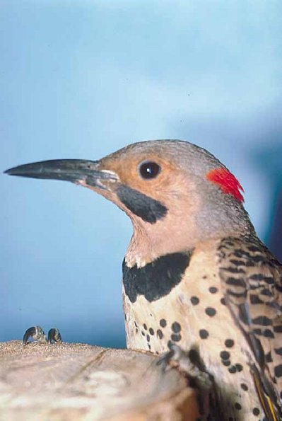 Bird holding onto top of log