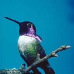 Bird on branch c10894