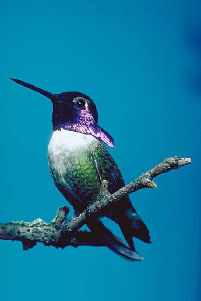 Bird on branch c10894