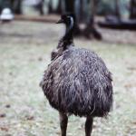 Bird with long feathers New Zealand uid 1042270