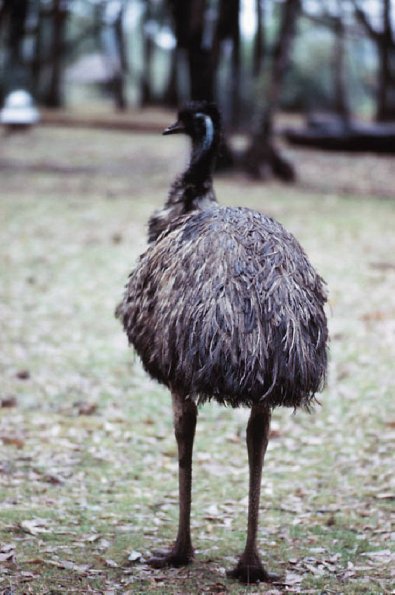 Bird with long feathers New Zealand uid 1042270