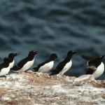Birds By The Sea L uid 1044420