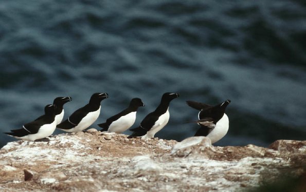 Birds By The Sea L uid 1044420