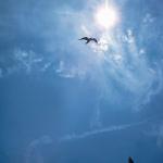 Birds Circling Sun uid 1044350