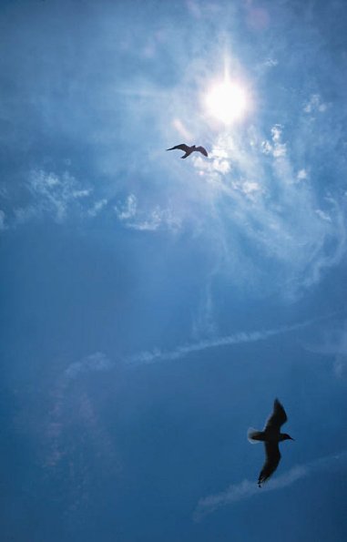 Birds Circling Sun uid 1044350